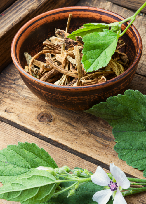 consultations en phytothérapie proposées par Forbrainers